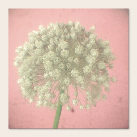 Rose Tinted Canvas Print