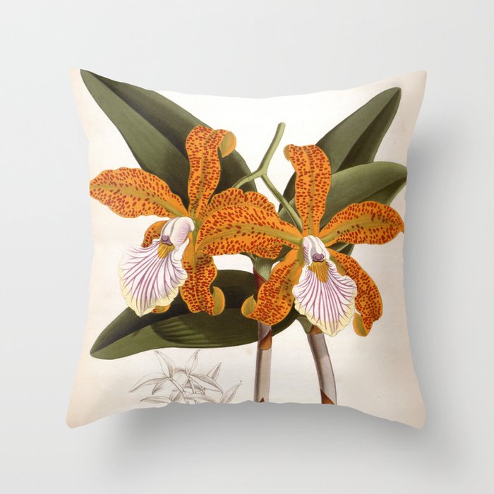 Cattleya Velutina Vintage Lindenia Orchid Throw Pillow
