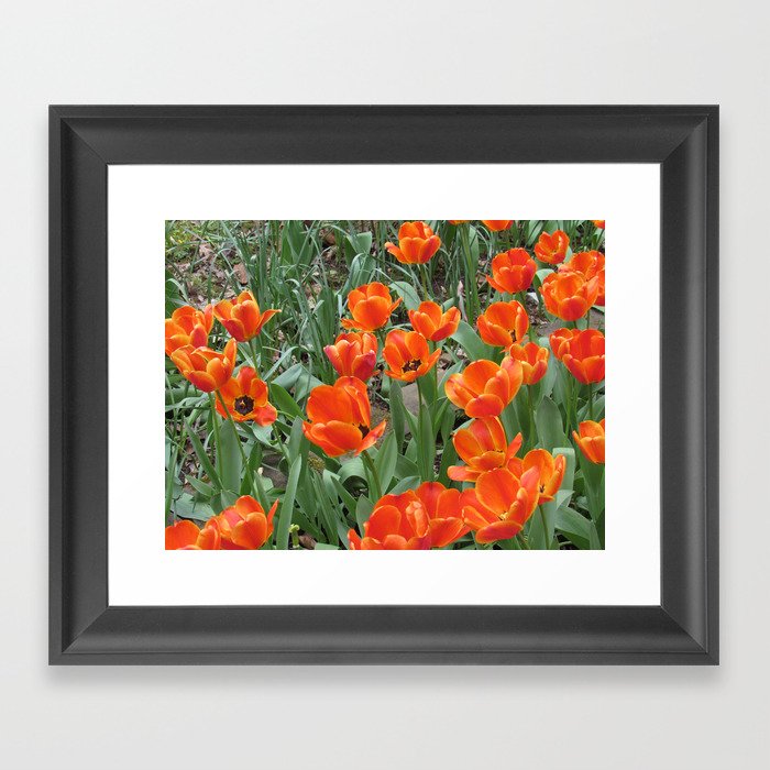 Orange Tulips Framed Art Print