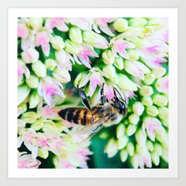 Bee on flowers  Art Print