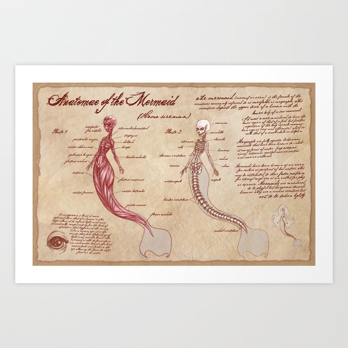 Anatomy of the Mermaid Art Print