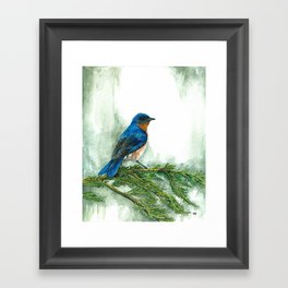 Western Bluebird Framed Art Print
