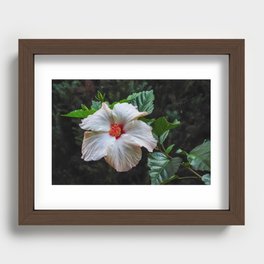 White hibiscus Recessed Framed Print