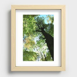 Woodland Canopy - Green Trees Recessed Framed Print