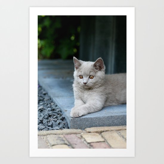 Bikkel the cat ! Art Print