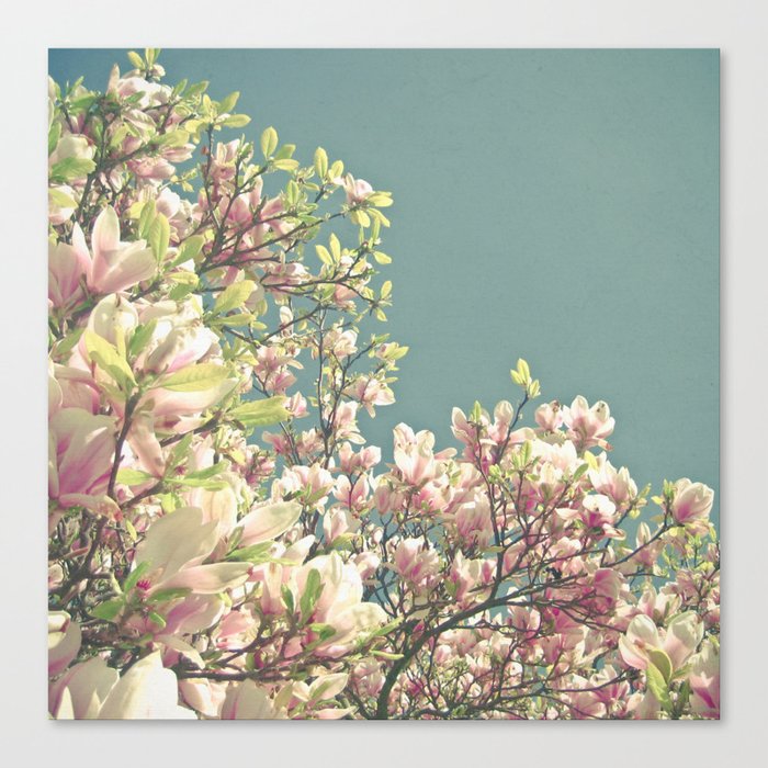 Magnolia in Bloom Canvas Print