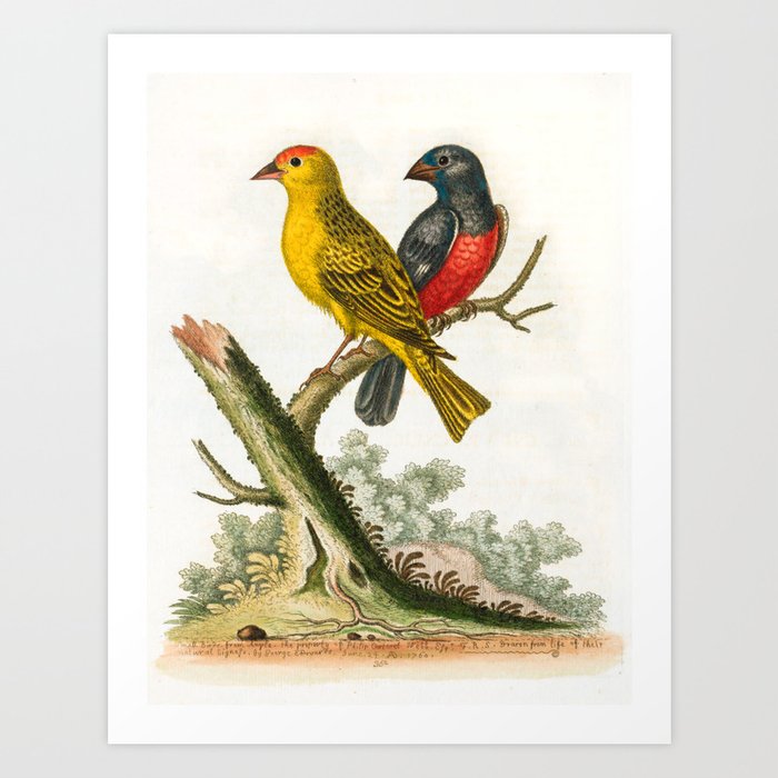 Yellow red-pole and black gros-beak by George Edwards, 1761 (benefiting The Nature Conservancy) Art Print