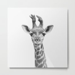 Baby Giraffe Metal Print