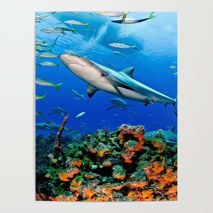 fish Poster