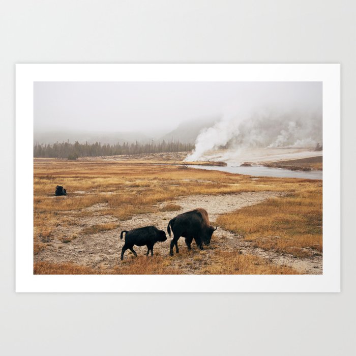 Mother Bison and Calf in Yellowstone National Park Art Print