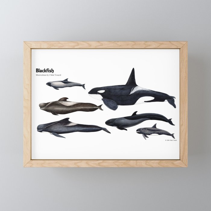 Blackfish Framed Mini Art Print