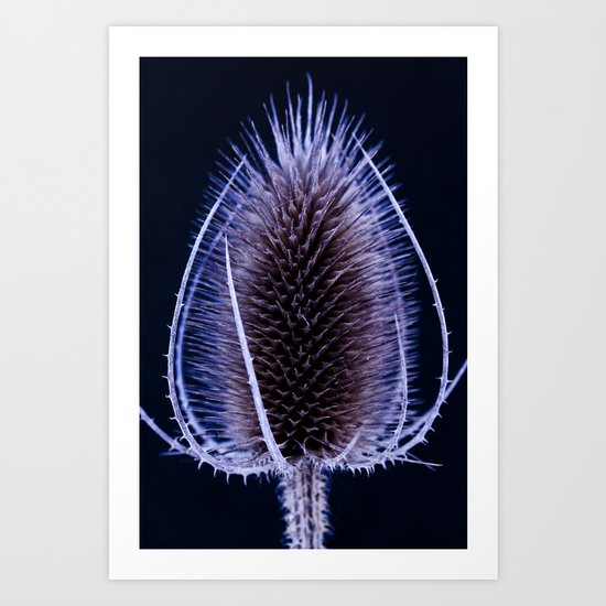 Blue Teasel Art Print