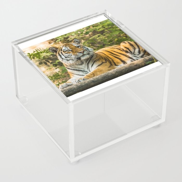 Tiger in the nature Acrylic Box
