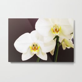 White Orchid 2020 Metal Print | Orchids, Photo, Digital, Whiteorchid, Flower, 0Rchid, Flowers, Color 