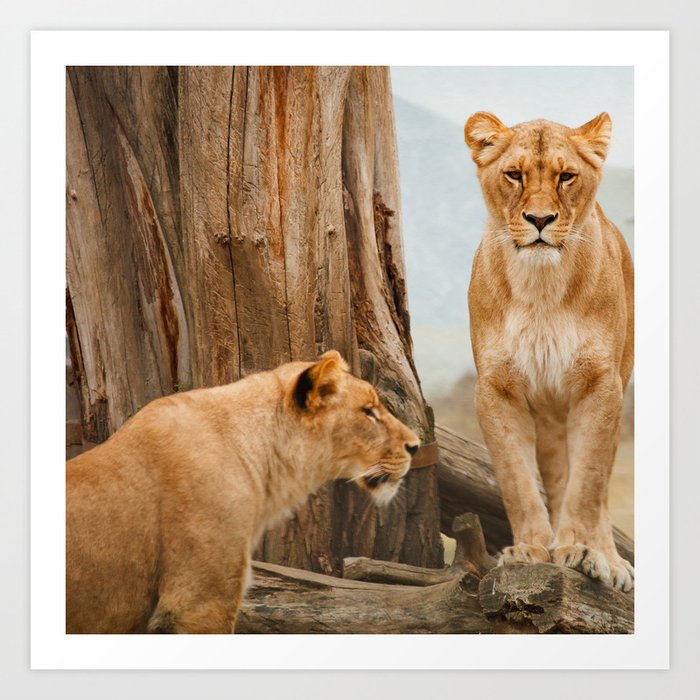 South Africa Photography - Beautiful Lions Resting Art Print
