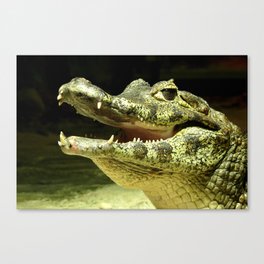 Friendly laughing crocodile Canvas Print