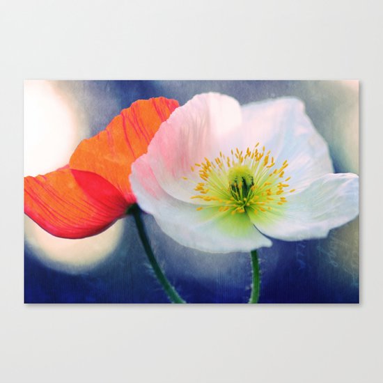 Evening Poppies Canvas Print