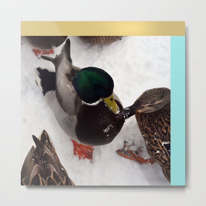 like snow off a duck's back Metal Print