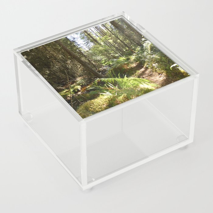 Scottish Highlands Summer Woodland Walk Acrylic Box