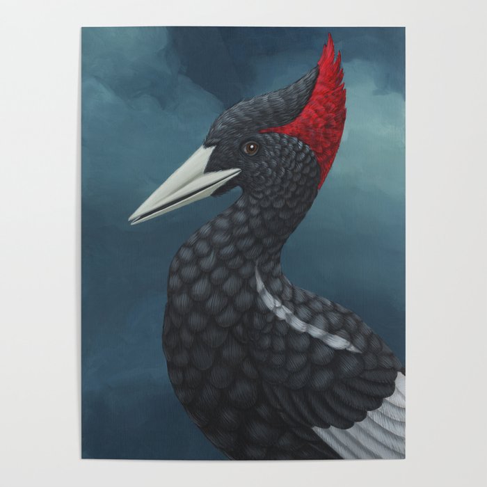 Imperial Woodpecker (Campephilus imperialis) Poster
