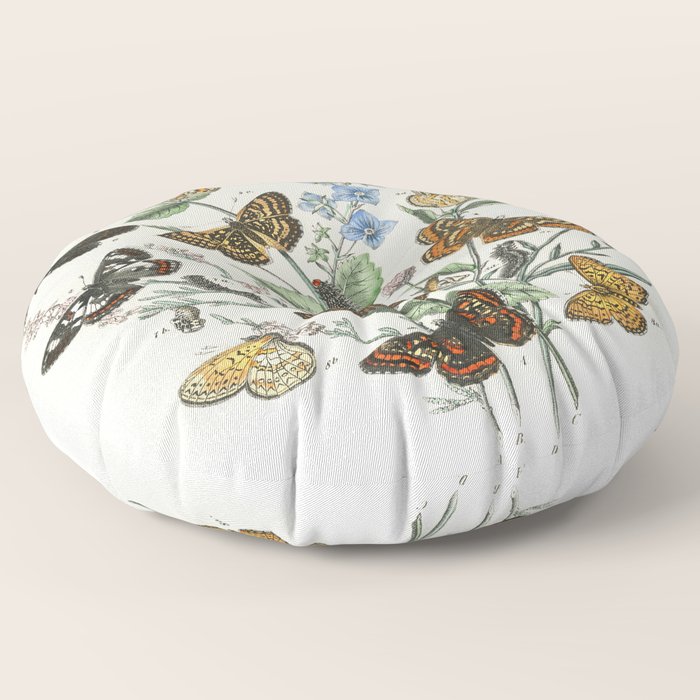 Vintage Scientific Illustration Butterfly Botanical Floral ...
