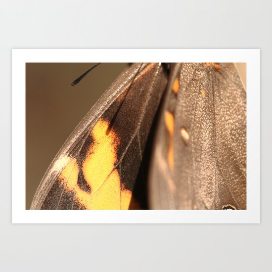 Butterfly Art Print