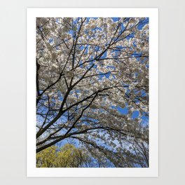 Blossoms 3 Art Print