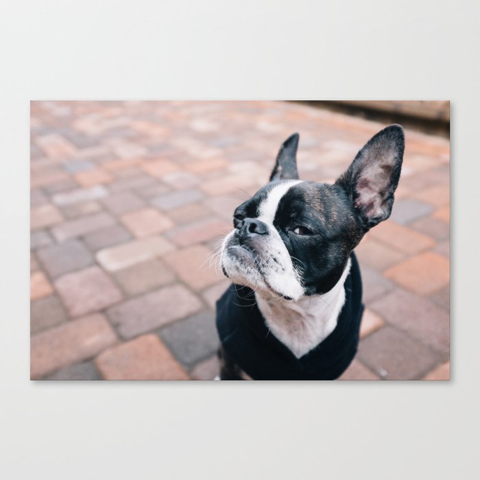 Bruce the Boston Terrier Pug Canvas Print