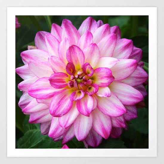 Pink and White Dahlia Art Print