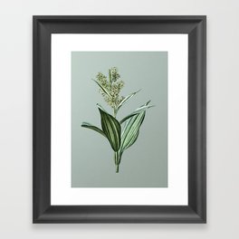 Vintage False Helleborine Botanical Illustration on Mint Green Framed Art Print