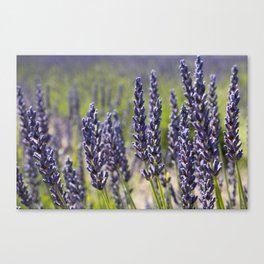Lovely Lavender Canvas Print