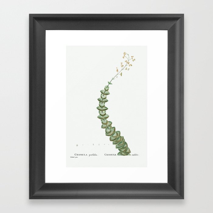 Crassula Perforata (String of Buttons) from Histoire des Plantes Grasses (1799) by Pierre-Joseph Red Framed Art Print