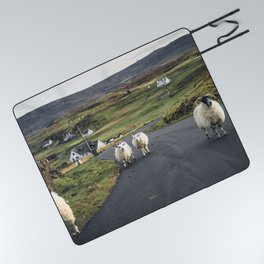 Flock Scottish Blackface Sheep Ewes On Picnic Blanket