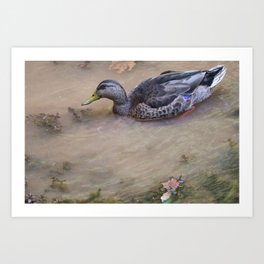 Duck in Water Art Print