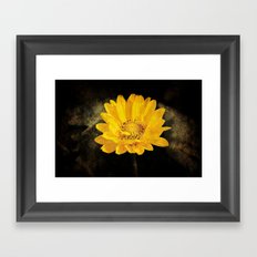 Beautiful Sunflower with Dark Brown Background