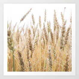 Harvest Wheat Field Art Print