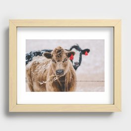 Cow Duo Recessed Framed Print
