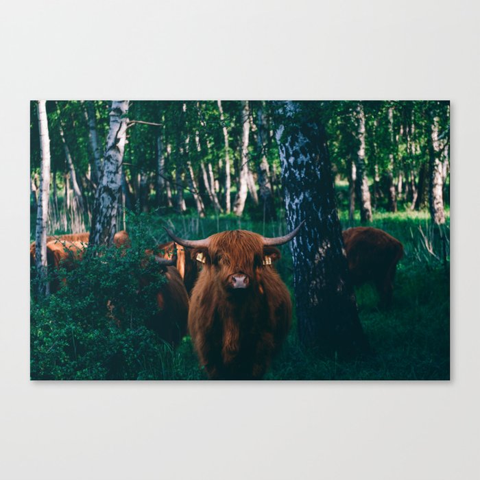 Highland Cattle Canvas Print