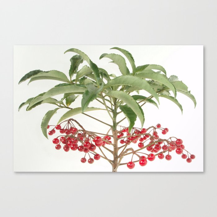 Spice Berry Coral Ardisia Evergreen Shrub Canvas Print