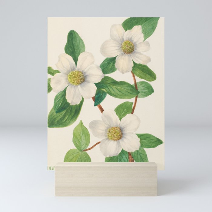 Pacific Dogwood Vintage Botanical Print, Mary Vaux Walcott Mini Art Print