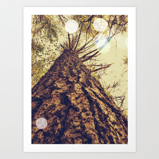 Lost In The Woods Art Print