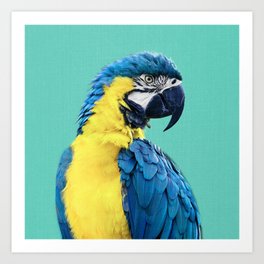 Macaw Parrot in Blue Art Print