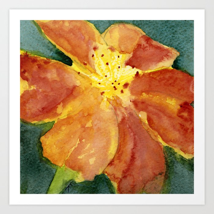 Signet Marigold, October Birth Flower Art Print