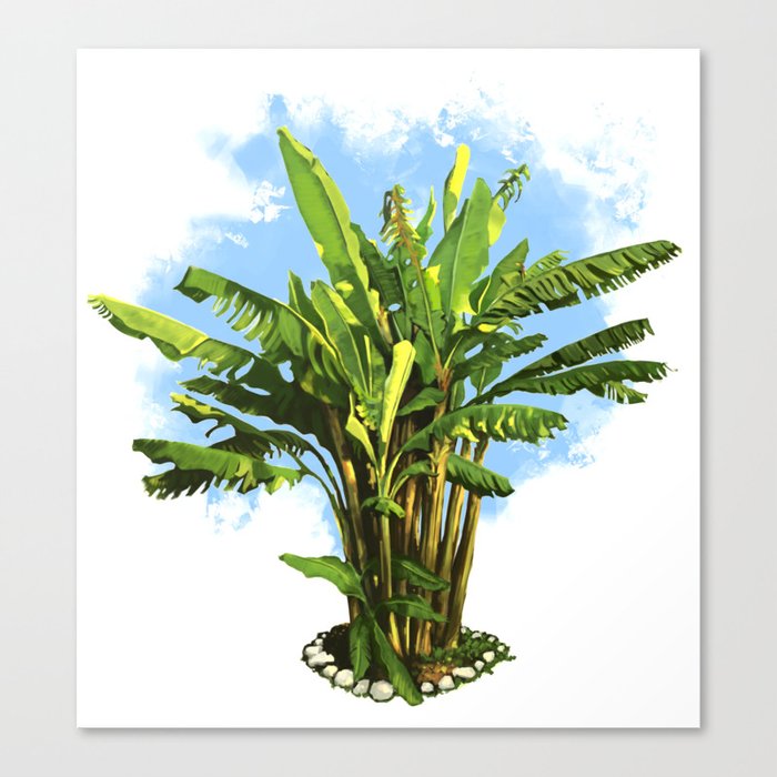 Banana tree Canvas Print