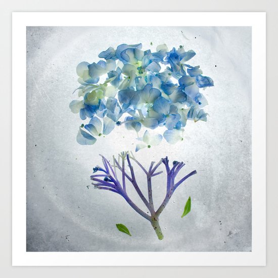 Botanical Blueprints - Hydrangea Art Print