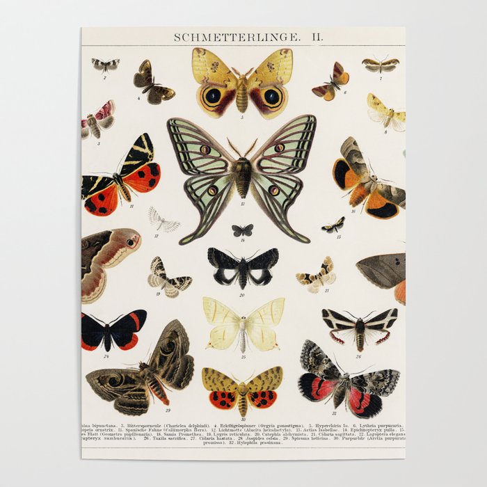 Antique Butterfly and Moth Lithograph Poster
