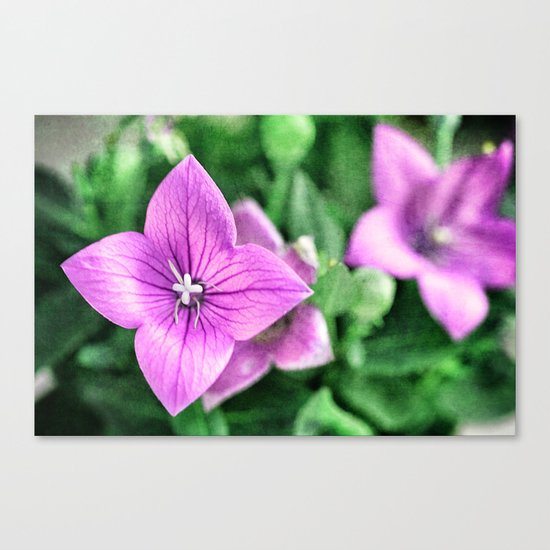 purple star Canvas Print
