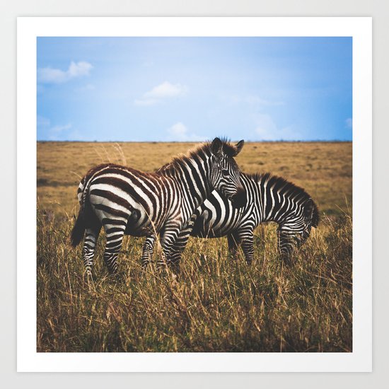 Masai Zebra Art Print