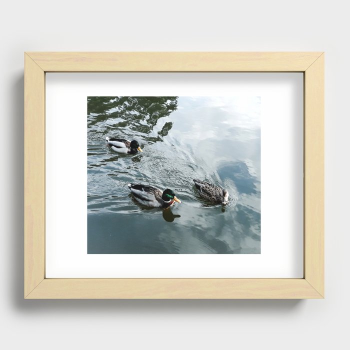 Three ducks swimming Recessed Framed Print