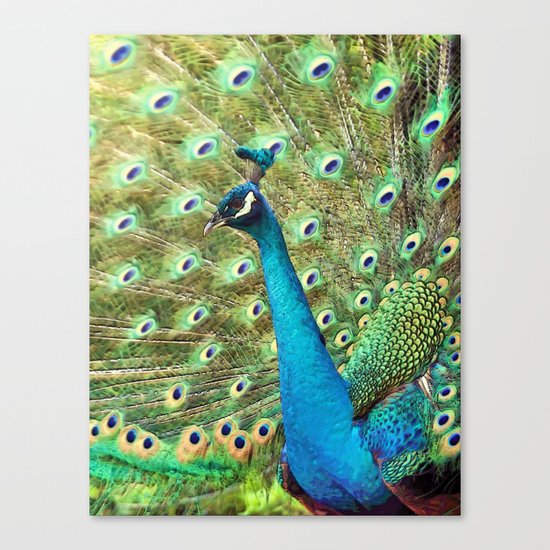 The Peacock. © J&S Montague. Canvas Print